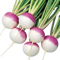 カブ 種 あやめ雪 小カブ 実咲 小袋 10ml 大袋 営利用 サカタ の タネ 野菜 プロ向け 家庭菜園 農家 セレ…