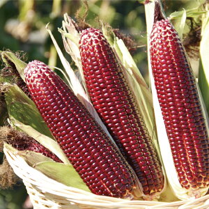 XC[gR[  a[W a_ }g[W cp ^l  gERV   ƒ؉ v   _ ZNg  ܂  Ƃ낱 Â X[v