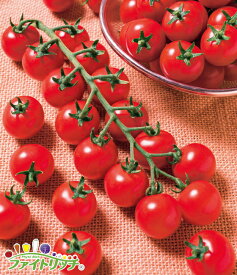 ミニトマト TY千果 【1000粒】 タキイ 苗 野菜 タネ プロ向け 家庭菜園 農家 セレクト たね トマト の 種 トマトの種 甘い 品種 野菜種 送料無料 菜園 家庭菜園トマト 自然栽培野菜 畑 畑仕事 ミニ 種まき 種子 ワイン お酒のおつまみ イタリアン ピザ