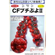 ミニトマト 種 CFプチぷよ2【7粒】松島交配 渡辺採種場 ぷちぷよ プチプヨ ぷちプヨ 小袋 野菜 タネ プロ…