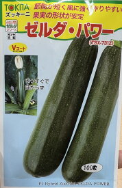 ゼルダ・パワー ズッキーニ 【100粒】 大袋 トキタ種苗 家庭菜園 野菜の種 菜園 畑 プランター栽培 ベランダ菜園 プランター菜園 家庭菜園初心者 園芸初心者 簡単栽培 野菜作り 自家栽培 露地栽培 ハウス栽培 地植え 鉢植え 種まき 家庭用 園芸用 無農薬栽培 有機栽培