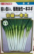 ネギ 種 羽緑一本太 【コート5000粒】 トーホク種苗 営利用 プロ向け 大袋 畑 葱 種 ねぎ 一本ネギ タネ …