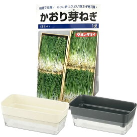 芽ネギ 種 栽培 キット かおり芽ネギ 1dl 種 タキイ種苗 寿司 栽培 家庭菜園 冬 播種 芽葱 めねぎ 芽ねぎ プランター2個付き 約30回分 強健で良質 彩りと香りがよい 専用種 葉は細葉 葉肉厚く 緑と葉鞘部の白さ コントラスト 美しい 香りよく やや辛み 吸い物 すしの具 最適