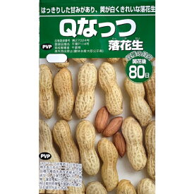【新種】Qなっつ 1dl 約60粒 Pより旨い 落花生 種 渡辺農事 家庭菜園 らっかせい ピーナッツ