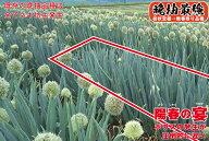 ネギ 種 陽春の宴 【コート5000粒】 トキタ種苗 営利用 家庭菜園 プロ向け 大袋 畑 葱 種 ねぎ 一本ネギ …