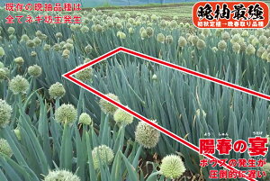 lM  zt̉ yR[g5000z gL^c cp ƒ؉ v   K  ˂ {lM ^l lM  ƒ؉ _ ZNg  R[g q ؎q v^[ 