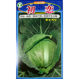 キャベツ 種 初恋 コート 5000粒 プロ向け 家庭菜園 トーホク交配 種子 畑 品種 たね 送料無料 キャベツ種 トーホク キャベツの種 自然栽培野菜 鉄分 鉄分補給 マグネシウム ビタミンC カルシウム 菜園 畑仕事 種苗 タネ ロールキャベツ キャベツの千切り お酒のおつまみ