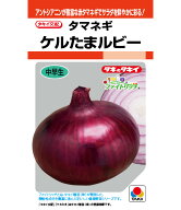 玉ねぎ 種 タマネギ ケルたまルビー タキイ 種苗 家庭菜園 プロ向け 大袋 小袋 農家 セレクト たね タネ