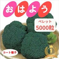 【有効期限2027年5月末】 ブロッコリー 種 おはよう 【コート 5000粒】 種 プロ向け 家庭菜園 サカタのタ…