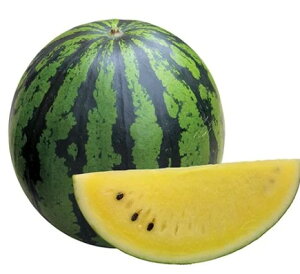 XCJ  ˃XyV ig c   ƒ؉ v   _ ZNg