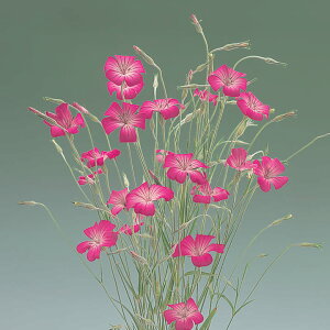 �� �� �A�O���X�e���} �p�[�v���N�B�[�� �^�L�C��c �v������ �ƒ�؉� �c���p �Ԃ̂����炵 ��� ���Y �t�����[