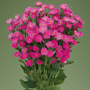 花 種 アレンジアスター トゥモローピンク タキイ種苗 プロ向け 家庭菜園 営利用 花のある暮らし 大量 生産 フラワー