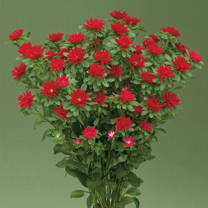   AWAX^[ gD[XJ[bg ^LCc v ƒ؉ cp Ԃ̂炵  Y t[