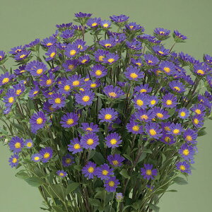 花 種 アレンジアスター ネネパープルインプ タキイ種苗 プロ向け 家庭菜園 営利用 花のある暮らし 大量 生産 フラワー