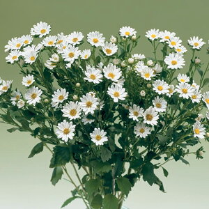   AWAX^[ llzCgCv ^LCc v ƒ؉ cp Ԃ̂炵  Y t[