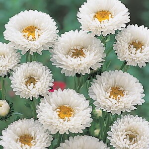   AX^[ Ȃ ^LCc v ƒ؉ cp Ԃ̂炵  Y t[