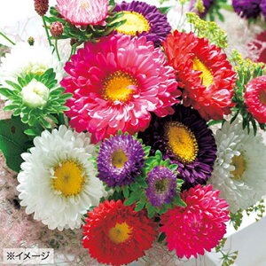   AX^[ Ȃ ^LCc v ƒ؉ cp Ԃ̂炵  Y t[