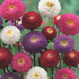 花 種 アスター ちくまポンポン混合 タキイ種苗 プロ向け 家庭菜園 営利用 花のある暮らし 大量 生産 フラワー