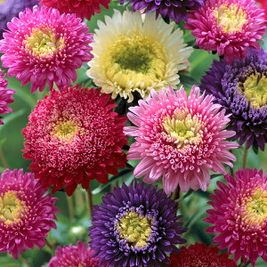   AX^[ vZX ^LCc v ƒ؉ cp Ԃ̂炵  Y t[