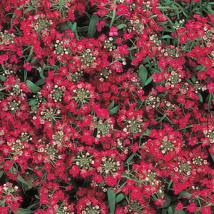   AbT C[X^[{lbgfB[v[Y ^LCc v ƒ؉ cp Ԃ̂炵  Y t[