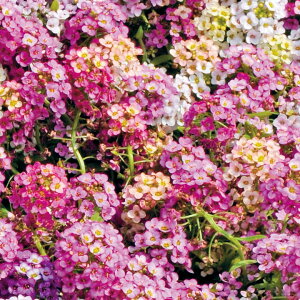 花 種 アリッサム イースターボネットミックス タキイ種苗 プロ向け 家庭菜園 営利用 花のある暮らし 大量 生産 フラワー