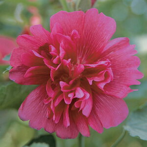   AZA XvOZueB[YJ[}C[Y ^LCc v ƒ؉ cp Ԃ̂炵  Y t[