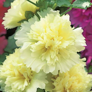   AZA XvOZueB[Y ^LCc v ƒ؉ cp Ԃ̂炵  Y t[