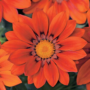   KUjA F1j[fCbhVF[h ^LCc v ƒ؉ cp Ԃ̂炵  Y t[