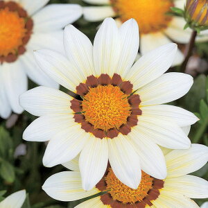   KUjA F1j[fCzCg ^LCc v ƒ؉ cp Ԃ̂炵  Y t[