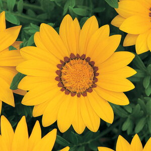   KUjA F1j[fCCG[ ^LCc v ƒ؉ cp Ԃ̂炵  Y t[