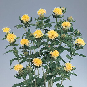 �� �� �J���T���X �ۗt���Ԏ� �^�L�C��c �v������ �ƒ�؉� �c���p �Ԃ̂����炵 ��� ���Y �t�����[