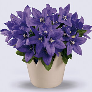   j[ F1|bvX^[u[ ^LCc v ƒ؉ cp Ԃ̂炵  Y t[