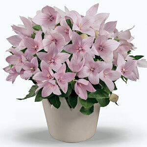   j[ F1|bvX^[sN ^LCc v ƒ؉ cp Ԃ̂炵  Y t[