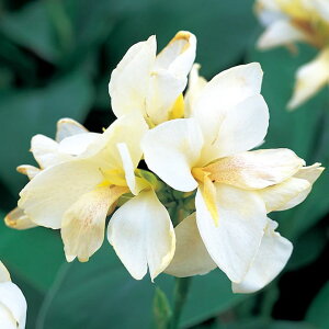   Ji gsJzCg ^LCc v ƒ؉ cp Ԃ̂炵  Y t[