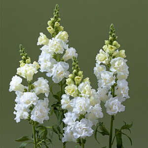    F1uXgzCg ^LCc v ƒ؉ cp Ԃ̂炵  Y t[