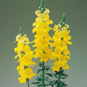    F1JCG[Cv ^LCc v ƒ؉ cp Ԃ̂炵  Y t[