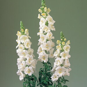    F1JzCgCv ^LCc v ƒ؉ cp Ԃ̂炵  Y t[