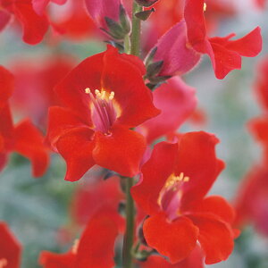 �� �� ������ F1�J�������x���x�b�g �^�L�C��c �v������ �ƒ�؉� �c���p �Ԃ̂����炵 ��� ���Y �t�����[