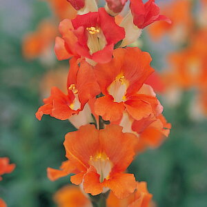    F1JT[ ^LCc v ƒ؉ cp Ԃ̂炵  Y t[