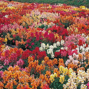    }WbNJ[ybg ^LCc v ƒ؉ cp Ԃ̂炵  Y t[