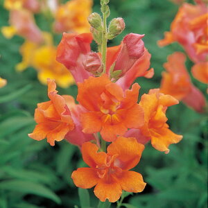    F1cB[j[uYVF[h ^LCc v ƒ؉ cp Ԃ̂炵  Y t[