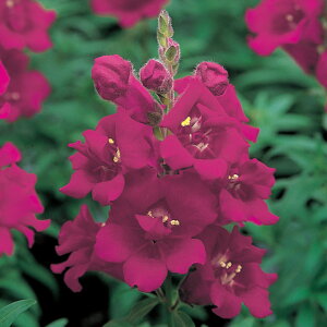    F1cB[j[oCIbg ^LCc v ƒ؉ cp Ԃ̂炵  Y t[