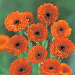   ᵉ ₵ܐc ^LCc v ƒ؉ cp Ԃ̂炵  Y t[