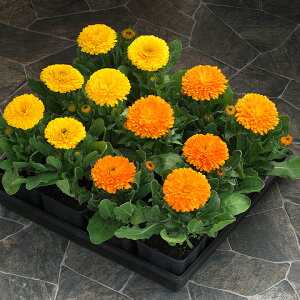   ᵉ S[f[ ^LCc v ƒ؉ cp Ԃ̂炵  Y t[