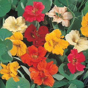   @ WG ^LCc v ƒ؉ cp Ԃ̂炵  Y t[