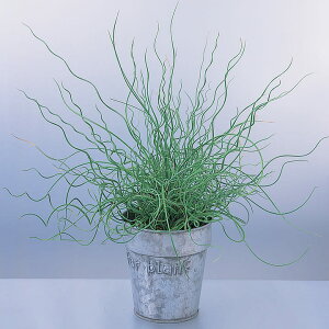 �� �� �O���X �W�����J�X�G�t�T�X�X�p�C�����Y �^�L�C��c �v������ �ƒ�؉� �c���p �Ԃ̂����炵 ��� ���Y �t�����[