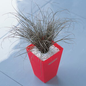   OX JbNXuYJ[ ^LCc v ƒ؉ cp Ԃ̂炵  Y t[