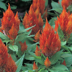   { LbXIW ^LCc v ƒ؉ cp Ԃ̂炵  Y t[