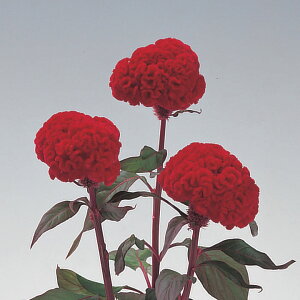   { včgM ^LCc v ƒ؉ cp Ԃ̂炵  Y t[