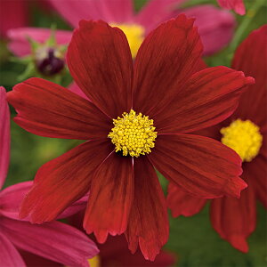   RXX \i^bhVF[h ^LCc v ƒ؉ cp Ԃ̂炵  Y t[